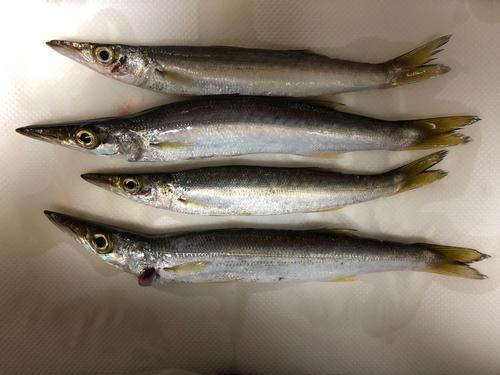 カマスの釣果