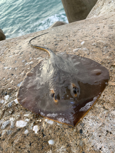 アカエイの釣果