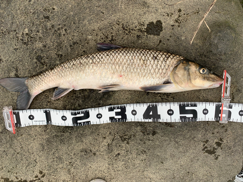 ニゴイの釣果