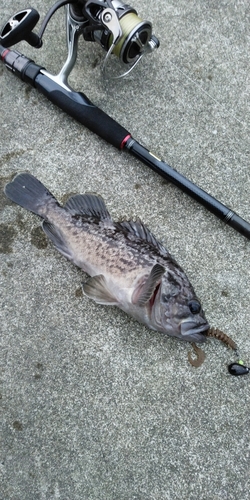 クロソイの釣果