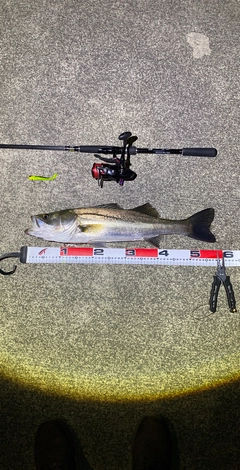 シーバスの釣果