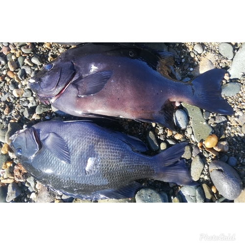 イシダイの釣果