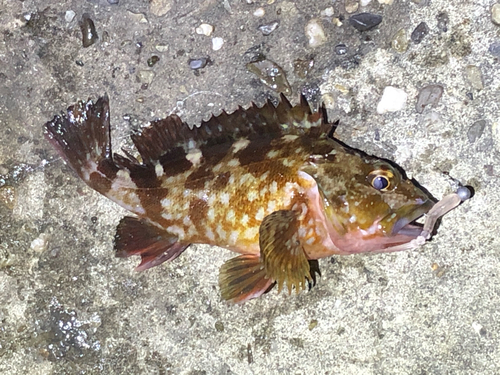 カサゴの釣果