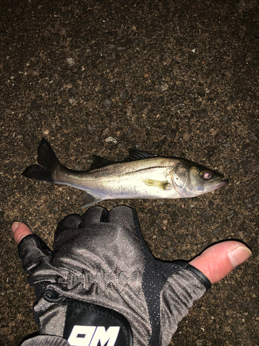 セイゴ（マルスズキ）の釣果