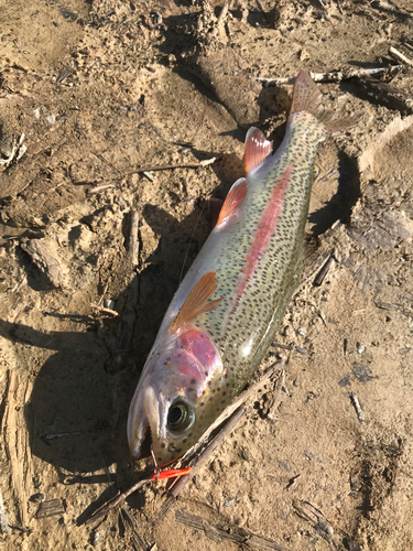 ニジマスの釣果