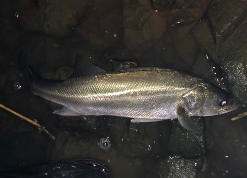 フッコ（マルスズキ）の釣果