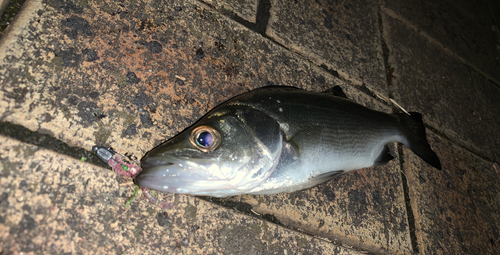 セイゴ（マルスズキ）の釣果