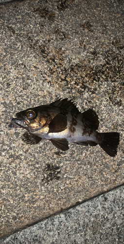 アカメバルの釣果