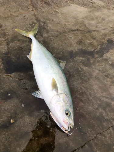 イナダの釣果