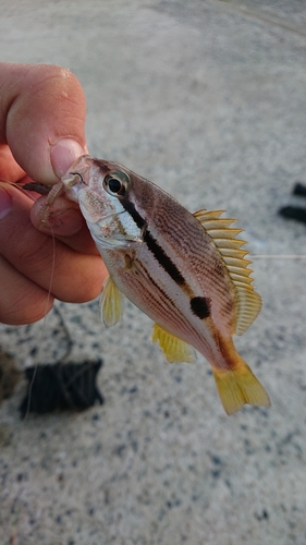 ヨコスジフエダイの釣果