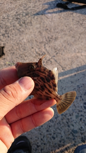 カワハギの釣果