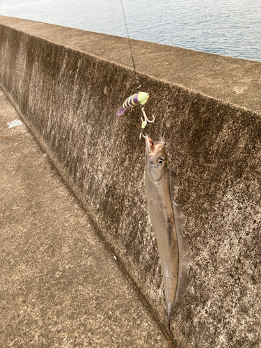 タチウオの釣果