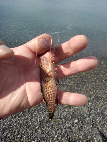 オオモンハタの釣果