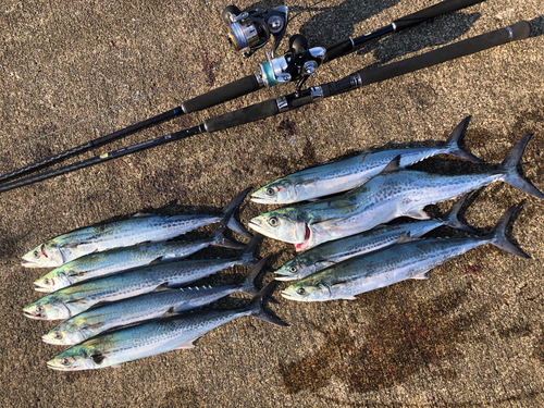 タチウオの釣果