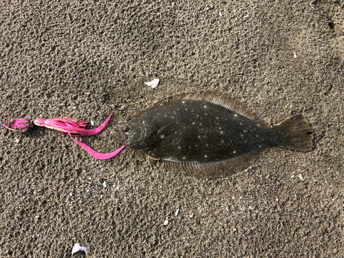 ヒラメの釣果