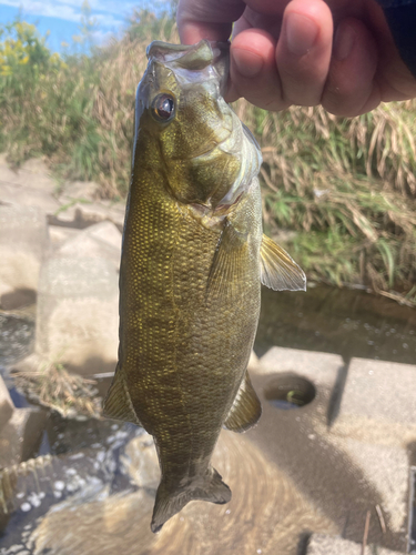 スモールマウスバスの釣果