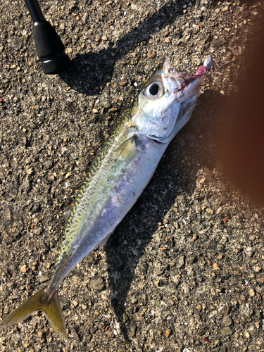 サバの釣果