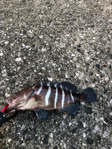 マハタモドキの釣果