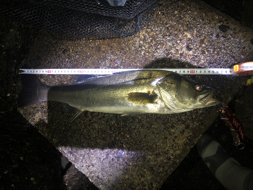 シーバスの釣果