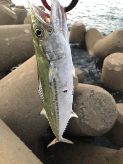 サゴシの釣果