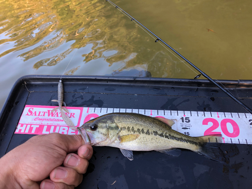 ブラックバスの釣果