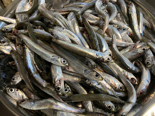 カタクチイワシの釣果