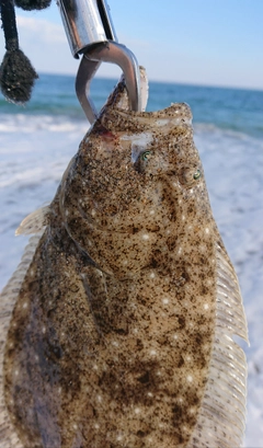 ヒラメの釣果