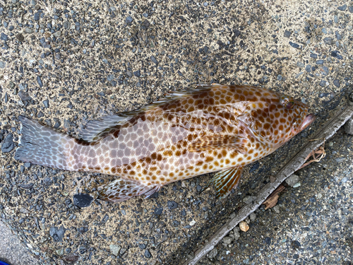 オオモンハタの釣果