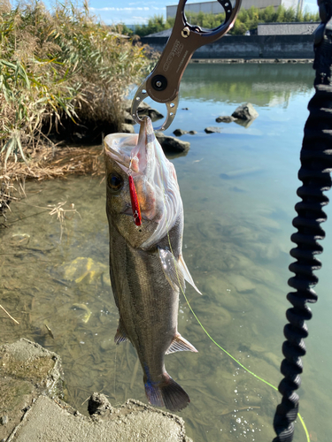 セイゴ（マルスズキ）の釣果