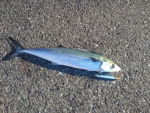 サゴシの釣果