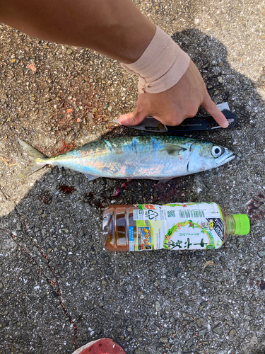 サバの釣果