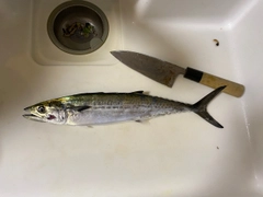 サゴシの釣果