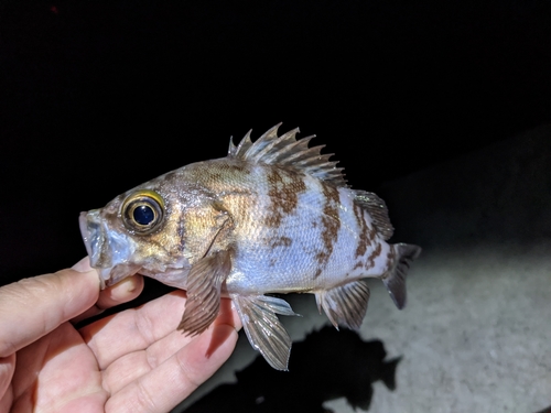 メバルの釣果