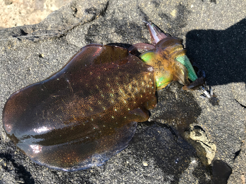 アオリイカの釣果