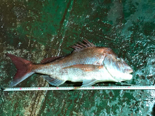 マダイの釣果