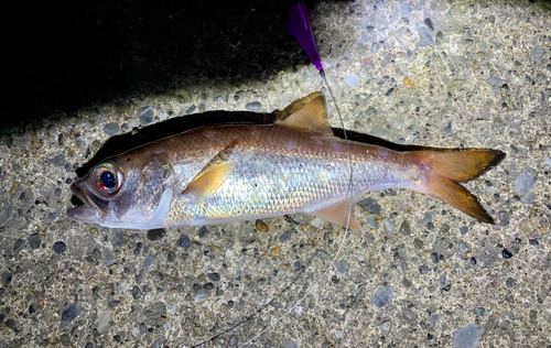 ムツの釣果