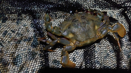 ワタリガニの釣果