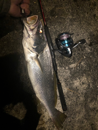 ニベの釣果