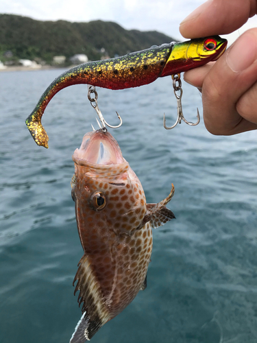 オオモンハタの釣果