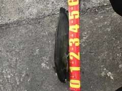 ニホンナマズの釣果