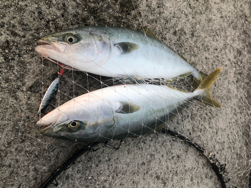 ハマチの釣果