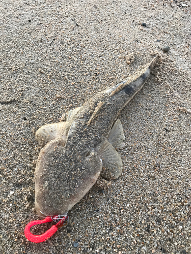 マゴチの釣果