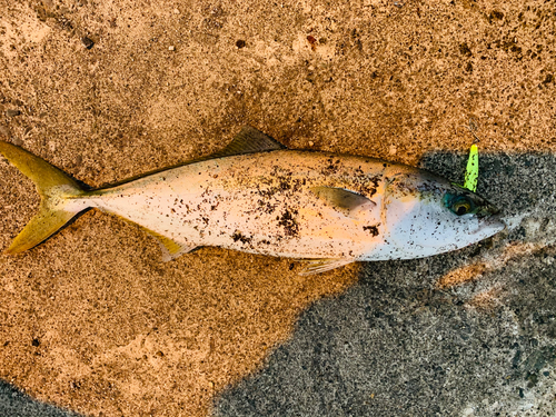 釣果