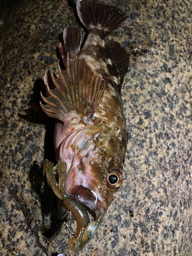 カサゴの釣果