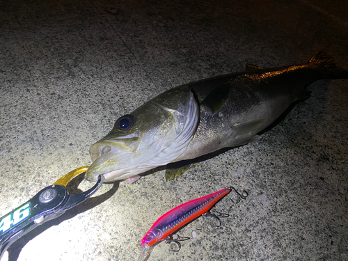 シーバスの釣果