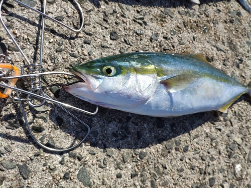 ツバスの釣果