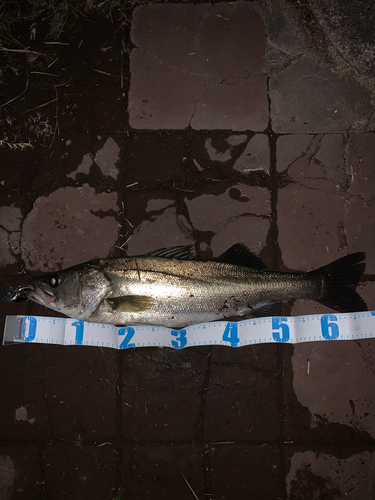 シーバスの釣果