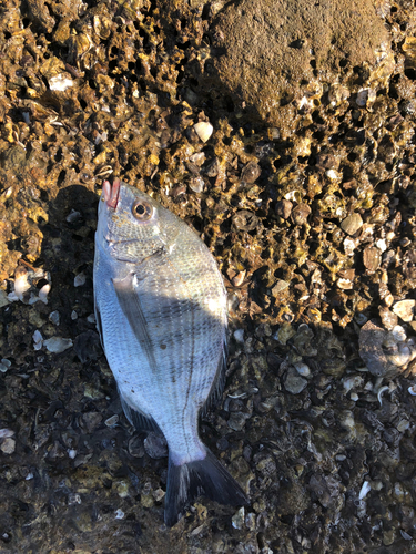 メイタの釣果