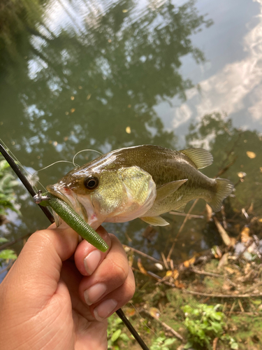 ラージマウスバスの釣果