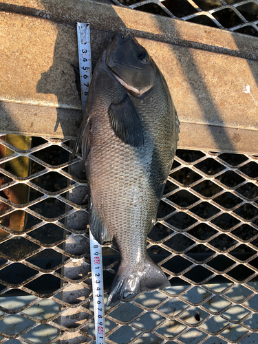 メジナの釣果